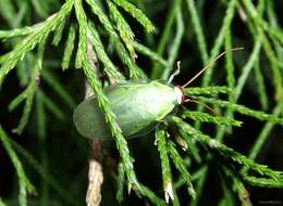 Image of Green Banana Cockroach