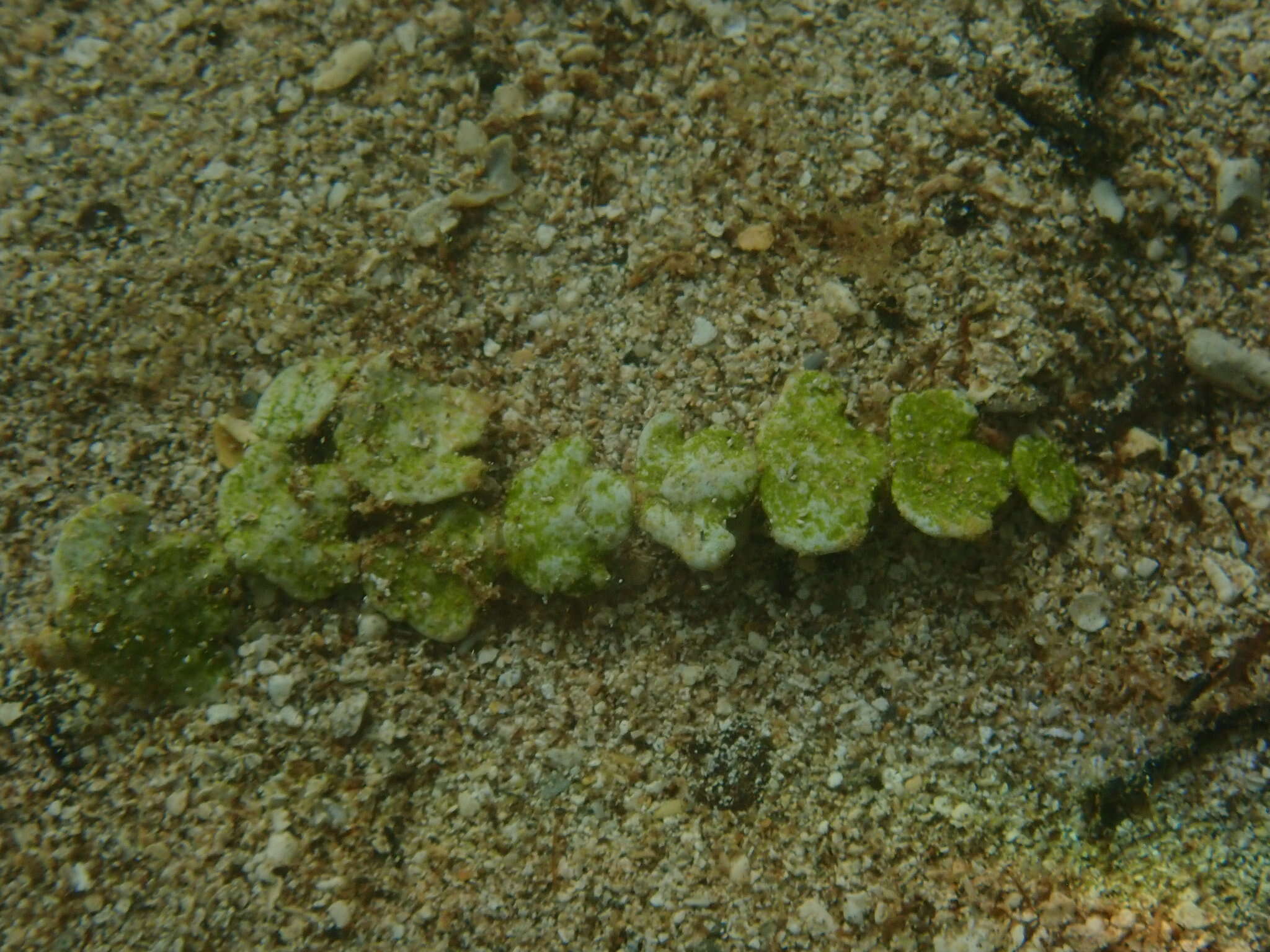 Image of Halimeda incrassata