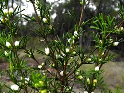 Imagem de Cyanothamnus occidentalis