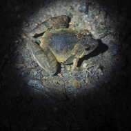 Image of Berdmore's Chorus Frog