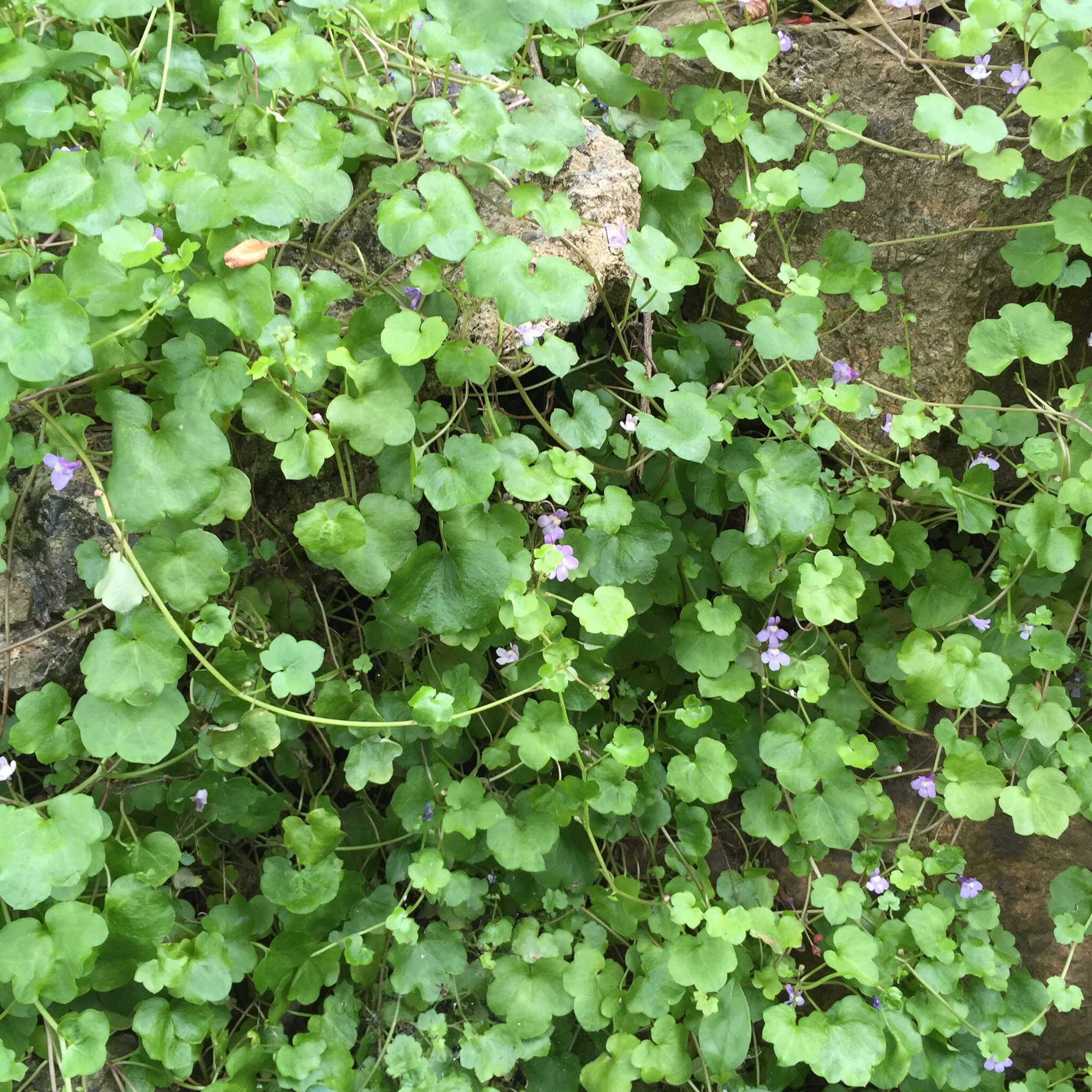 Image of Ivy-leaved Toadflax