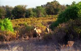 Image of Greater Kudu