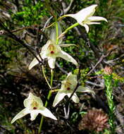 Image de Disa schlechteriana Bolus