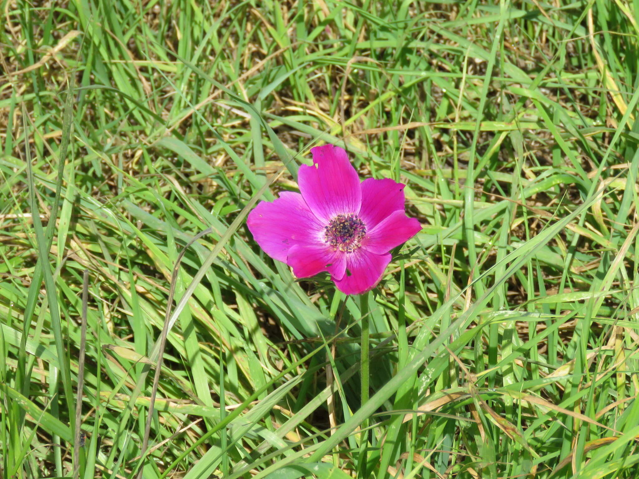 Imagem de Anemone coronaria L.