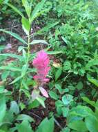 Image of Castilleja rhexifolia Rydb.