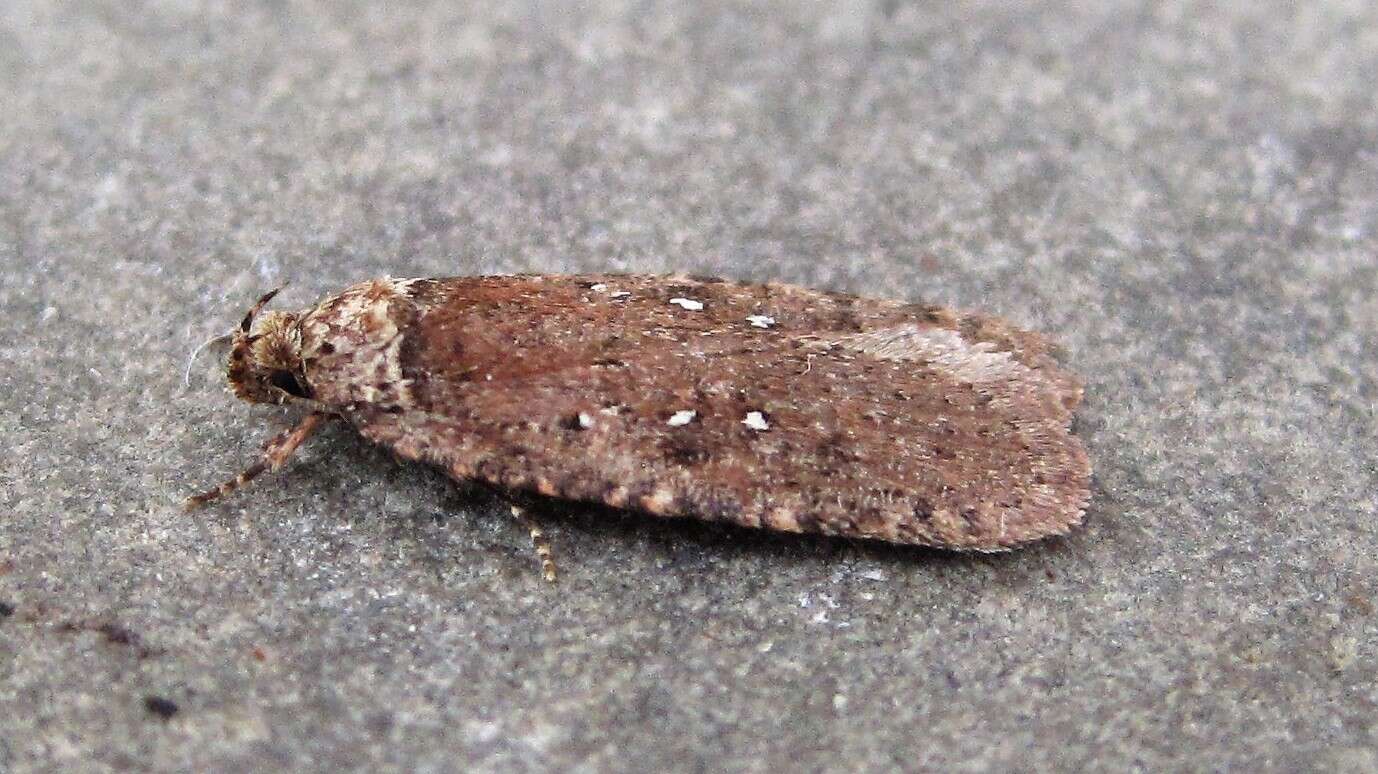 Image of Agonopterix clemensella Chambers 1876