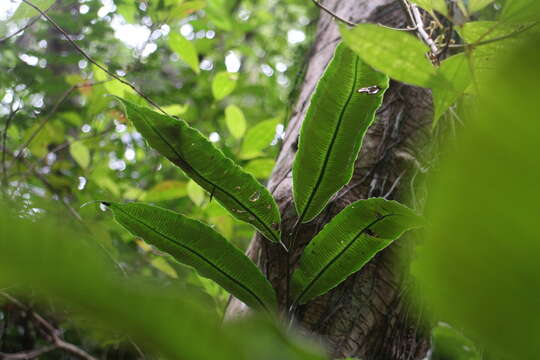 Слика од Angiopteris somae (Hayata) Makino & Nemoto