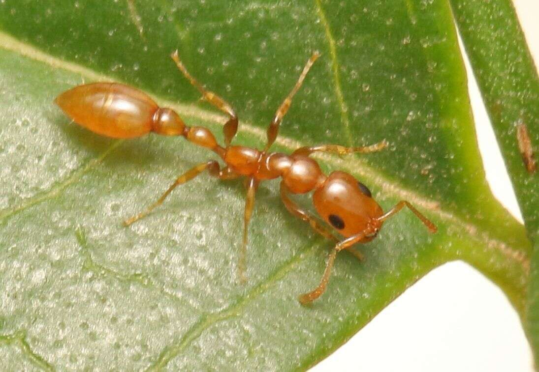 Tetraponera emeryi (Forel 1911) resmi