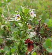 Image of upland eyebright