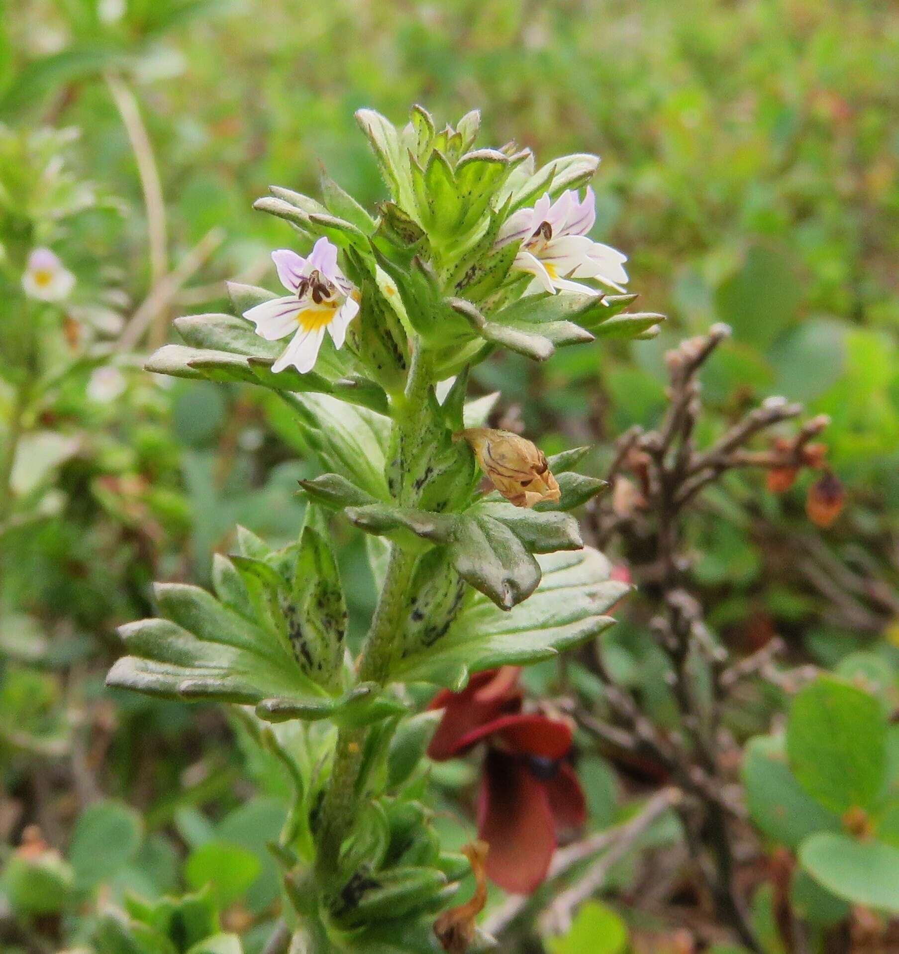 Image of upland eyebright