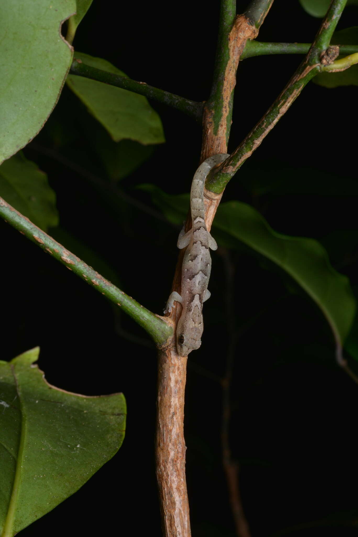 Image of Bavayia exsuccida Bauer, Whitaker & Sadlier 1998