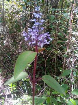 Image of Plectranthus vestitus Benth.