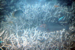 Image of Line Butterflyfish