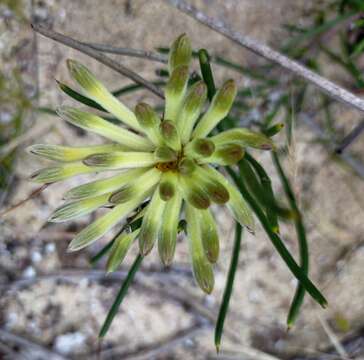 Image of Petrophile brevifolia Lindley