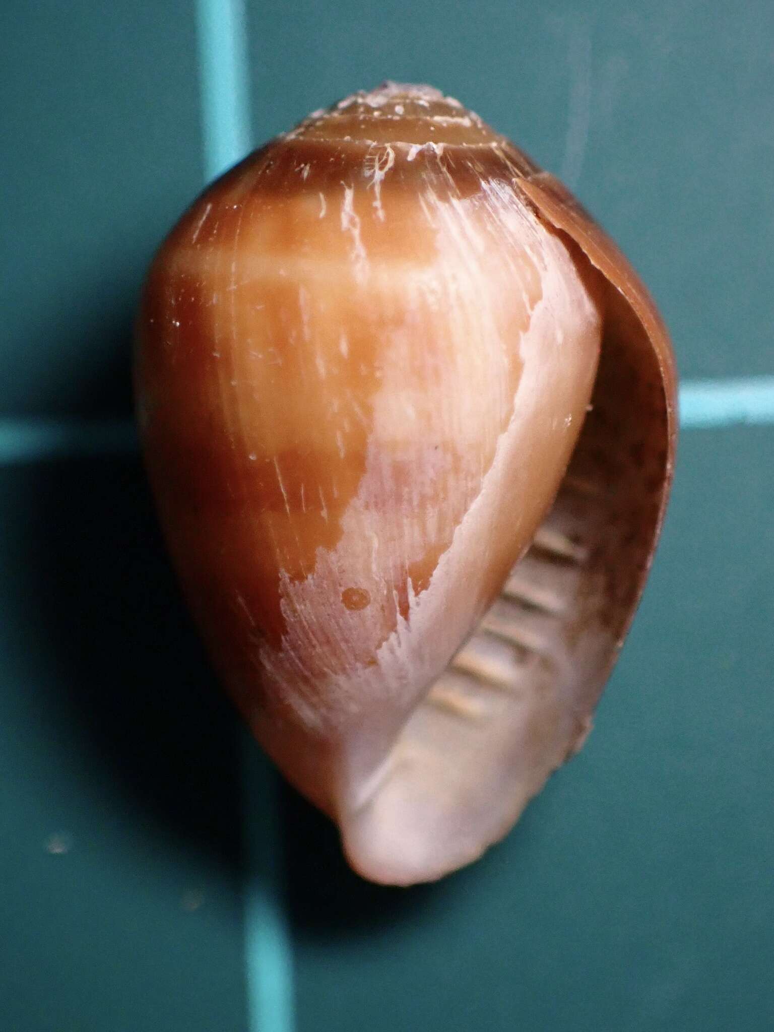 Image of Melampus olivaceus Carpenter 1857