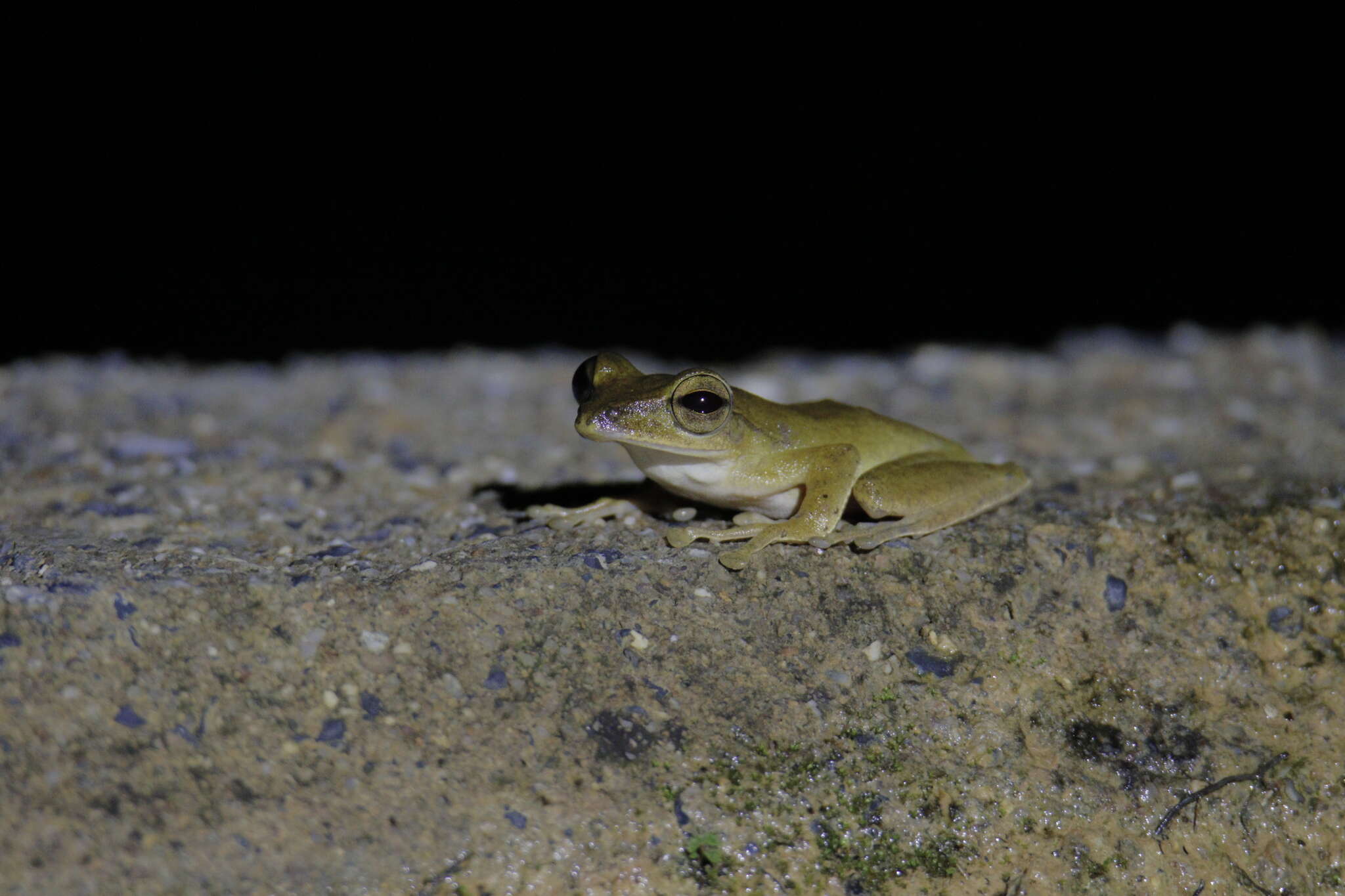 Image of Polypedates discantus Rujirawan, Stuart & Aowphol 2013