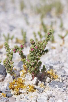 Image of Amargosa niterwort