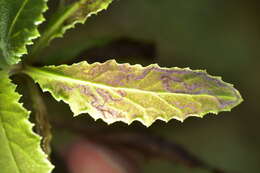 Image of Stigmella ogygia (Meyrick 1889) Dugdale 1988