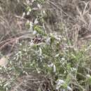 Image of Aspalathus laricifolia Bergius