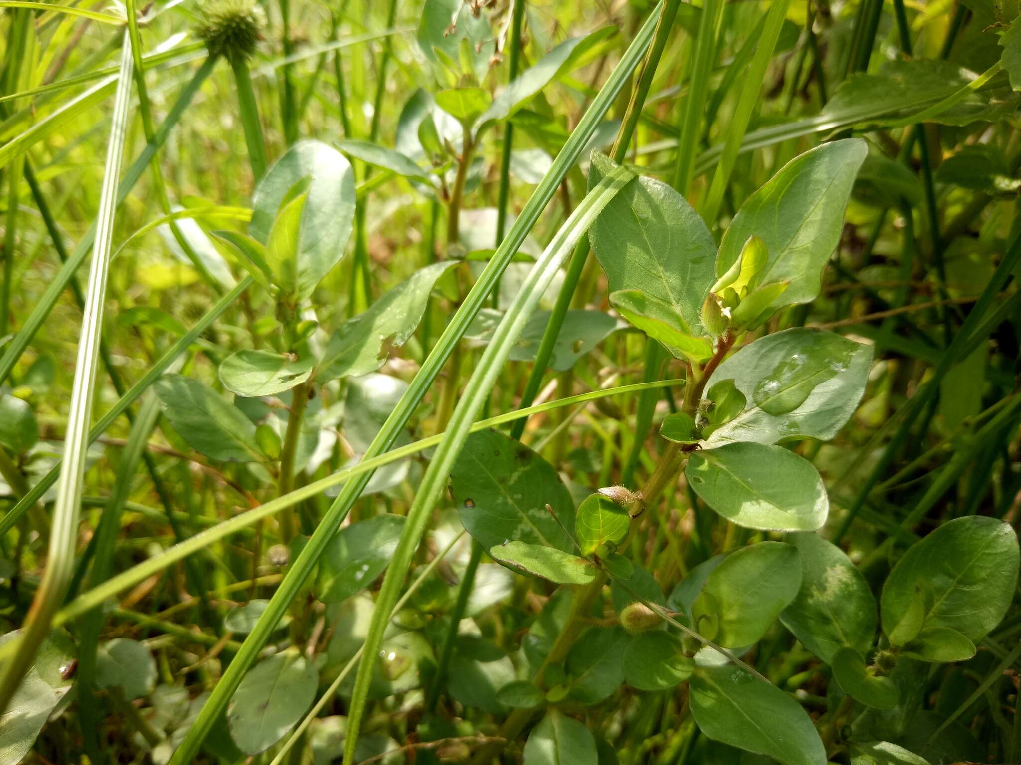 Hydrolea zeylanica (L.) Vahl resmi