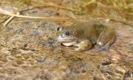 صورة Telmatobius intermedius Vellard 1951