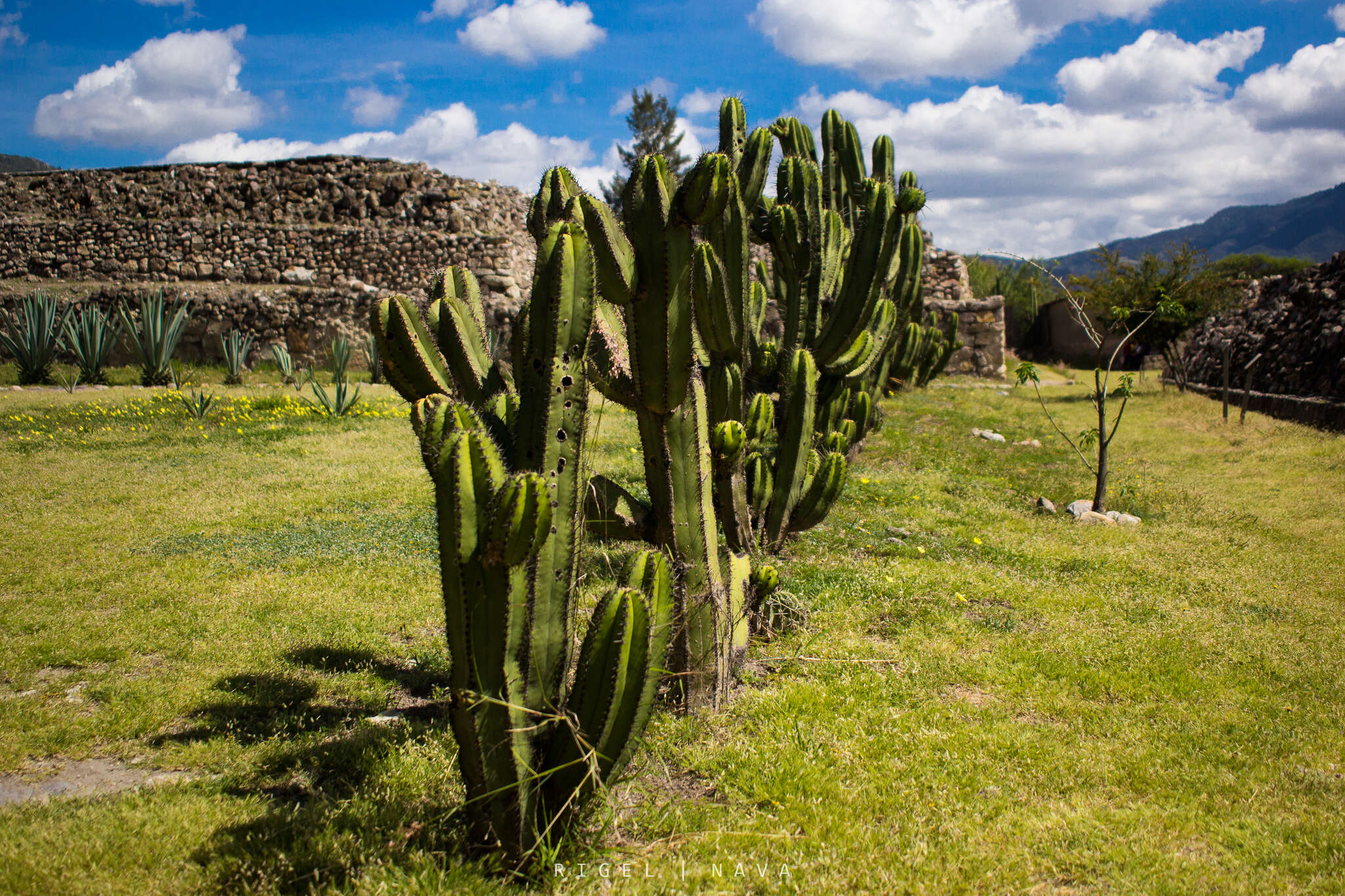 Image of Myrtillocactus schenckii (J. A. Purpus) Britton & Rose