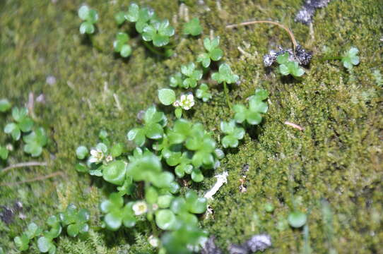 Saxifraga rivularis L.的圖片