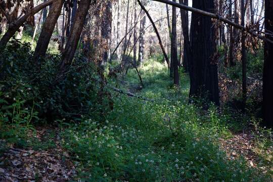 Image of Humboldt County milkvetch