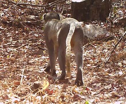 Image of Tantalus Monkey