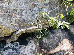 Image of Stenoglottis macloughlinii (L. Bolus) G. McDonald ex J. M. H. Shaw