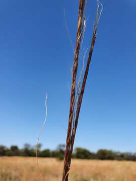 Imagem de Trachypogon spicatus (L. fil.) Kuntze