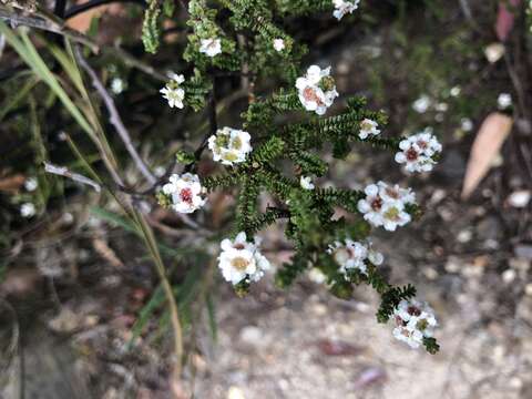 Imagem de Baeckea imbricata (Gaertner) Druce