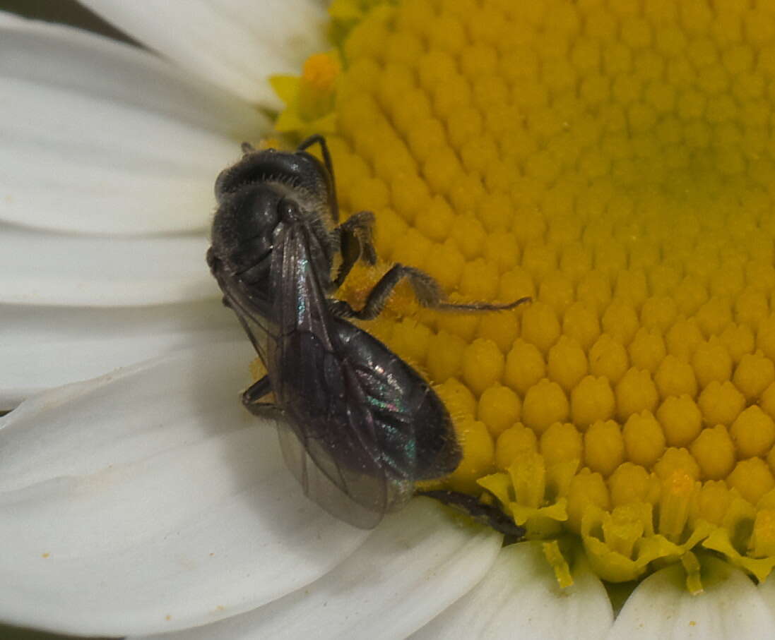 Lasioglossum sordidum (Smith 1853) resmi