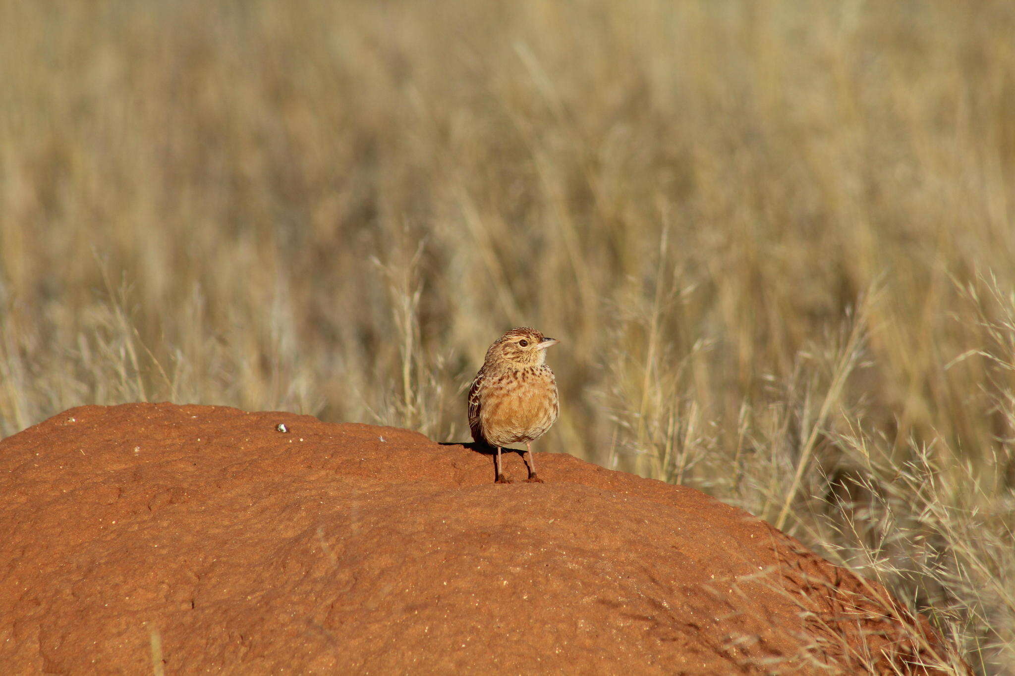 Image of Mirafra fasciolata fasciolata (Sundevall 1850)