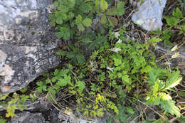 Image of Clematis aethusifolia var. latisecta Maxim.