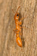 صورة Pseudomyrmex seminole Ward 1985