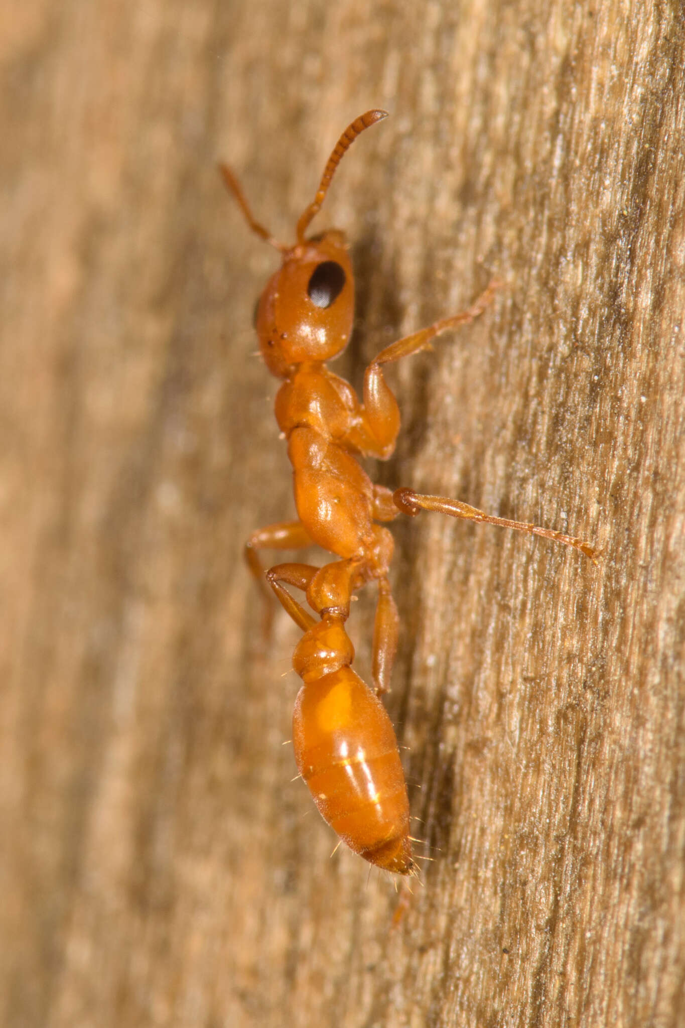 صورة Pseudomyrmex seminole Ward 1985