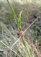 Imagem de Cyperus gymnocaulos Steud.