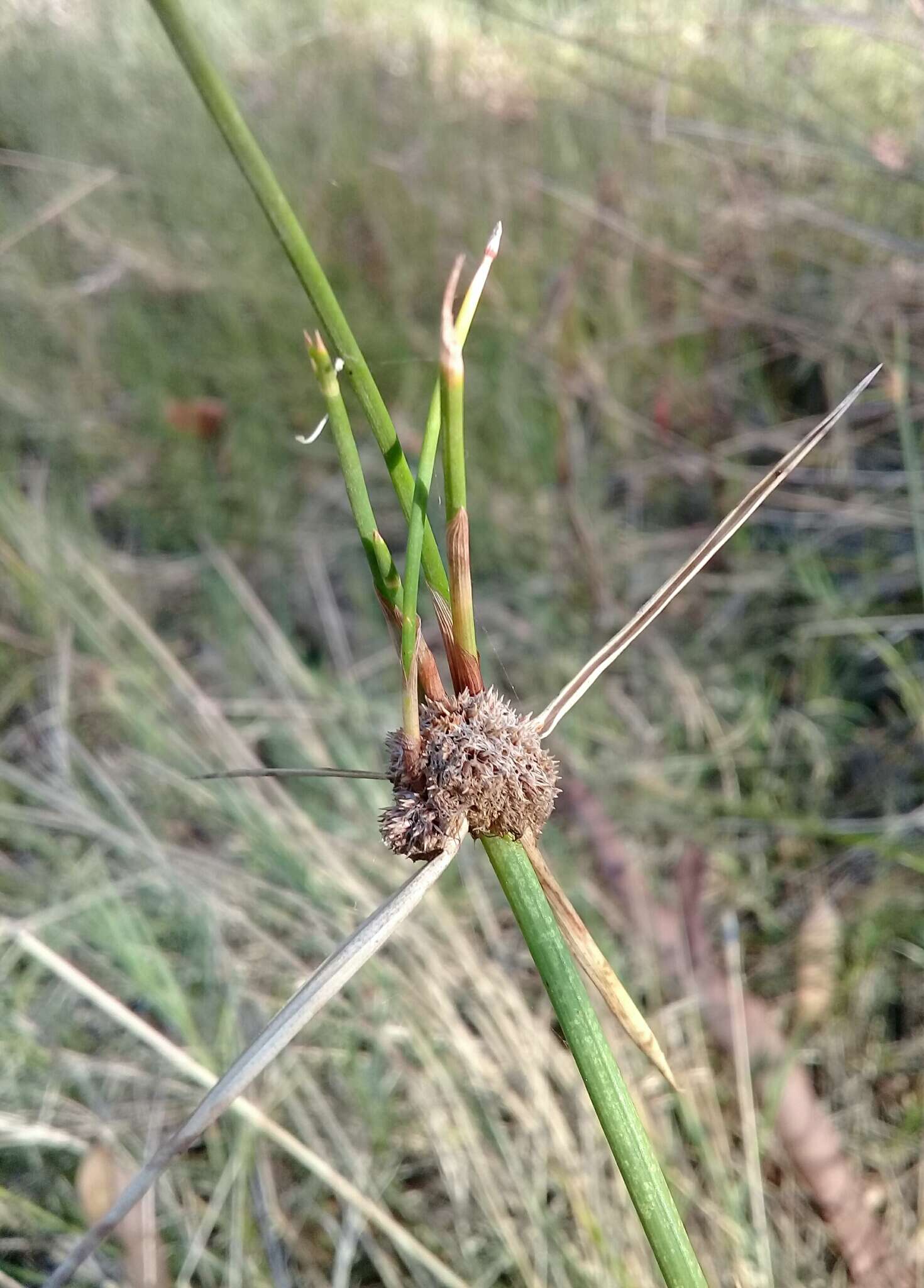 Imagem de Cyperus gymnocaulos Steud.