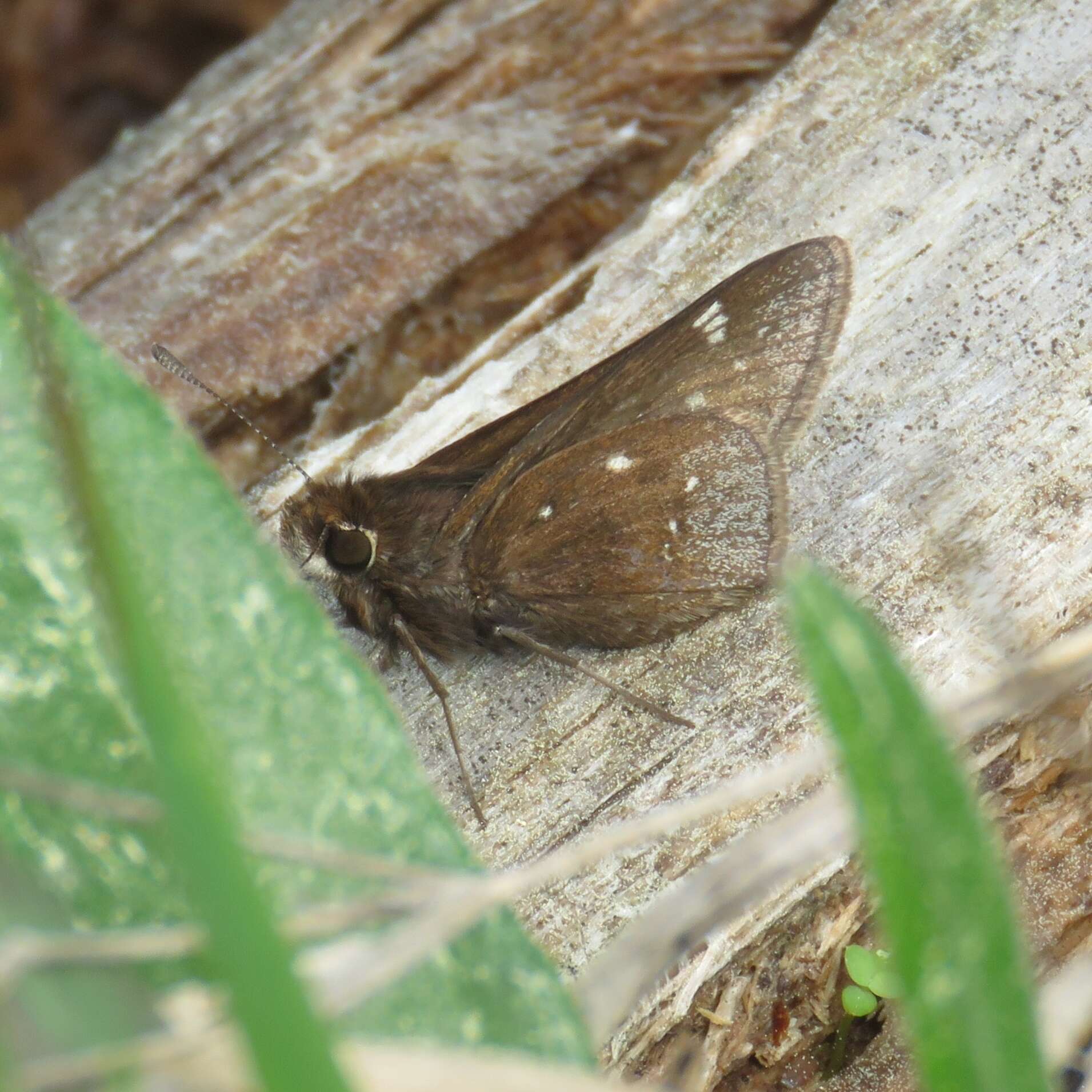 Image of Dusted Skipper