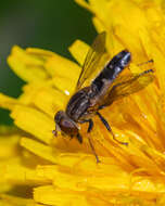 صورة <i>Anasimyia bilinearis</i>