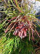 Image of Protea montana E. Mey. ex Meissn.