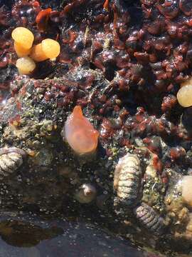 Image of Orange-tipped sea squirt