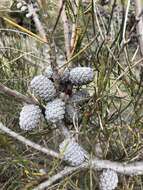 Image of Allocasuarina mackliniana L. A. S. Johnson