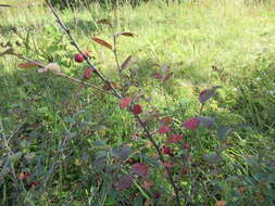 Image of Cotoneaster uniflorus Bunge