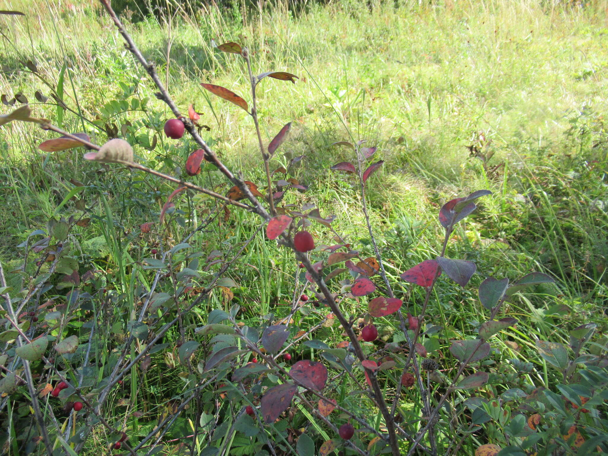 Image of Cotoneaster uniflorus Bunge