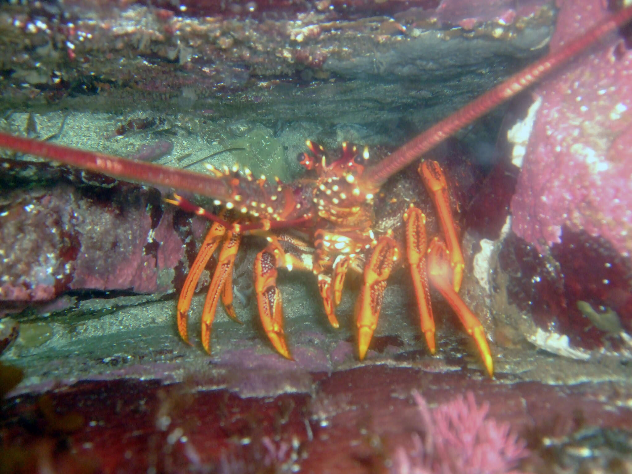 Image of Red Rock Lobster