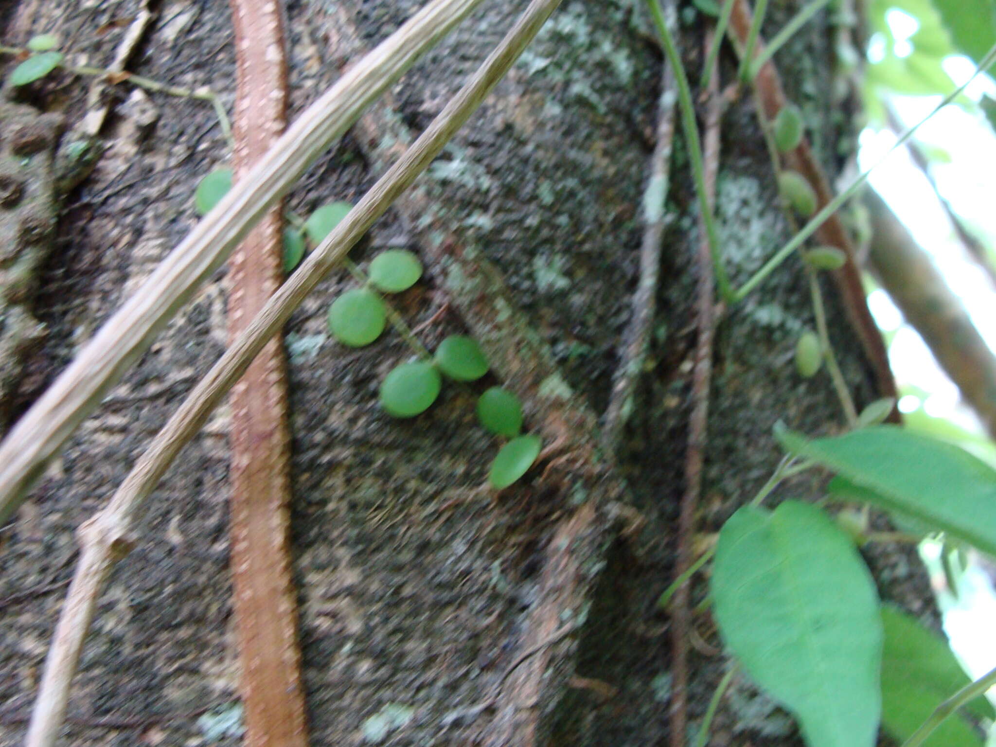 Image of Peperomia cyclophylla Miq.