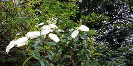 Image of White flag bush