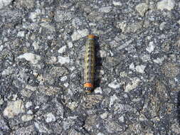 Image of Orange-humped Mapleworm